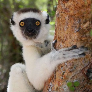 Madagascar2